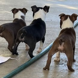 Boston Terriers from 🐾❤️ Stephanie's Boston Terriers ❤️🐾