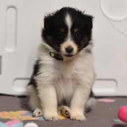 Praline - Black white and tan female Shetland Sheepdog puppy in Wolcott, Indiana from Southside Shelties