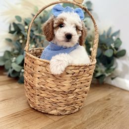 Goldendoodle Puppies from The Puppy Nest