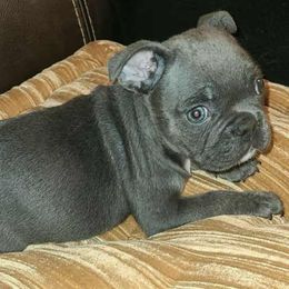 Lil blue boy - Blue male French Bulldog puppy in Graham, Washington from Kristy's French Bulldogs & Mini Schnauzers