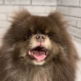 Bear - Pomeranian