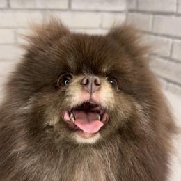Bear - Pomeranian
