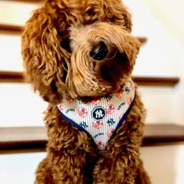 Australian Labradoodle Puppies from Starlight Ridge Australian Labradoodles