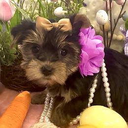 Yorkshire Terrier Puppies from Prims Puppies LLC