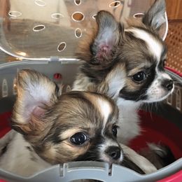 Chihuahuas from Chihuahuas Wee Love