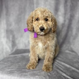 Penny's Purple Collar Female - female Goldendoodle puppy in Piedmont, South Carolina from The Farm at Saluda Ridge