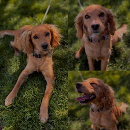 Hoku - Red female Cockapoo puppy in Birdsboro, Pennsylvania from Cooper Family Cockapoos
