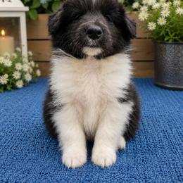 Rowdy - Black and white male Shetland Sheepdog puppy in Deer Island, Oregon from Conestoga Shelties