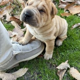 Lloyd - Red fawn male Chinese Shar-Pei puppy in North Carolina from Amy Mahaffey's Chinese Shar-Pei