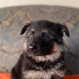 Orange collar girl - Black and red female German Shepherd puppy in Coleta, Illinois from Four Leaf Farm- Vom Vierblättriges Bauernhof
