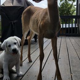 Everest - Yellow male Labrador Retriever puppy in Gaffney, South Carolina from Circle D Farms