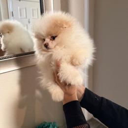 Armani - White male Pomeranian puppy in Grand Prairie, Texas from D’ Pomlovers