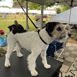 Parson Russell Terrier All Grown Up from Hanford Hills Terriers
