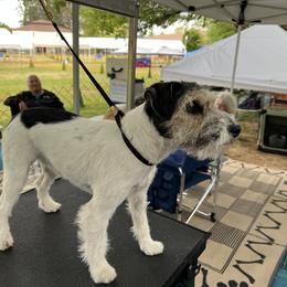 Parson Russell Terrier All Grown Up from Hanford Hills Terriers
