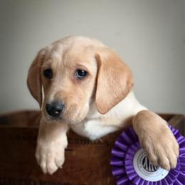 Garmin - Yellow male Labrador Retriever puppy in Isle, Minnesota from Dog Ear Outfitters
