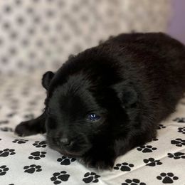 Pomeranian Puppies from Partain Poms