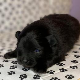 Pomeranian Puppies from Partain Poms