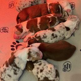 Australian Shepherd puppies from River Trails Aussies
