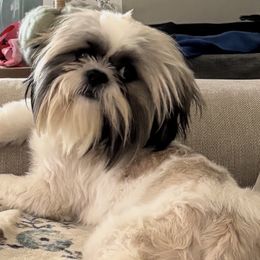 Shih Tzus from Willow’s Playpen