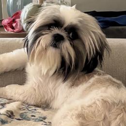 Shih Tzus from Willow’s Playpen