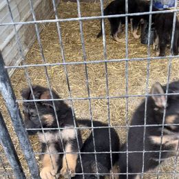 German Shepherd Puppies from Milliner K9 LLC