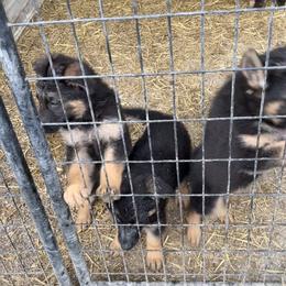 German Shepherd Puppies from Milliner K9 LLC