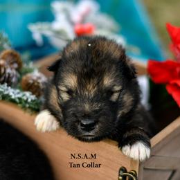 Alaskan Malamute Puppies from North Shore Alaskan Malamutes