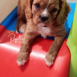 Cavalier King Charles Spaniel Puppies from Royalton Cavaliers