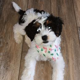 Assorted Doodle Crosses and Cavapoo Puppies from Brooke and Megan's Cavapoos / Cavapoochons