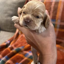 Cocker Spaniel Puppies from Clayton’s Cocker Spaniels
