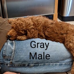 Boy 2 - Poodle puppy in Texas from Rosevly Standard Poodles