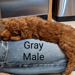 Boy 2 - Poodle puppy in Texas from Rosevly Standard Poodles