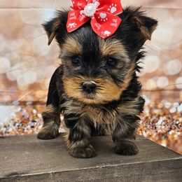 Portia - Blue and gold female Yorkshire Terrier puppy in Monticello, Iowa from Ashley’s Puppies