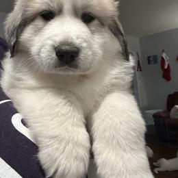 Red - White and badger female Great Pyrenees puppy in Bloomington, Illinois from Odyssey Great Pyrenees