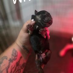 White - Black and tan male German Shepherd puppy in Sebring, Florida from Blackwater K9