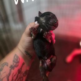 White - Black and tan male German Shepherd puppy in Sebring, Florida from Blackwater K9