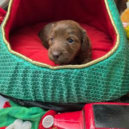Ms. Comet price 2,250 - Chocolate female Dachshund puppy in Bristol, Tennessee from It's Mini Wieners Baby