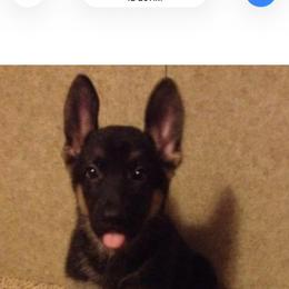 German Shepherd Puppies from George Creek Kennel