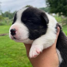 Levi - Black and white male Cardigan Welsh Corgi puppy in Lebanon, Pennsylvania from Long Acre Farm