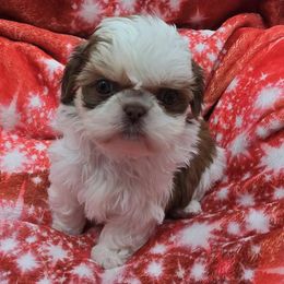 Liver and White Girl - Liver and white female Shih Tzu puppy in Tenino, Washington from Dolled Up Pup