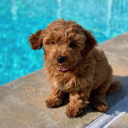 Goldendoodle Puppies from Atkinson Goldendoodles