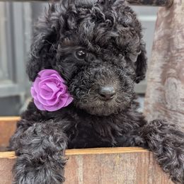 Poodle Puppies from Topline Poodles