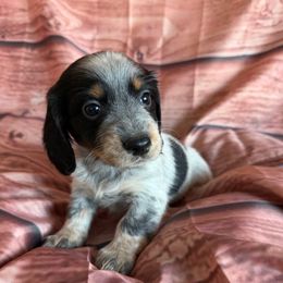 Pearl - Piebald female Dachshund puppy in Chariton, Iowa from Mia Lucky Home