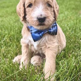 Goldendoodle Puppies from Hilltop Goldendoodles