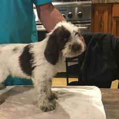 Spinone Italiano Puppies from Boe Dogs