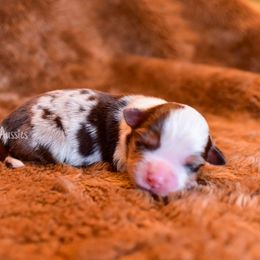 Copper - Red merle Toy Australian Shepherd puppy in Checotah, Oklahoma from CM Ranch Aussies