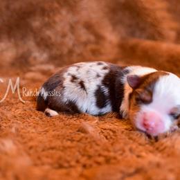 Copper - Red merle Toy Australian Shepherd puppy in Checotah, Oklahoma from CM Ranch Aussies