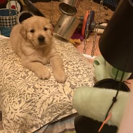 Boy 2 - male Golden Retriever puppy in Mullins, South Carolina from Rainyday Goldens