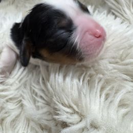 Mia - Tri-color female Cavalier King Charles Spaniel puppy in Anaheim Hills, California from Coulombe Puppy’s