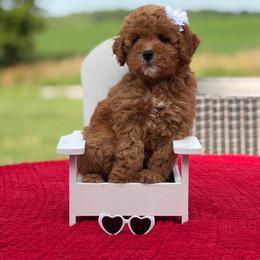 Piper - Red  female Goldendoodle puppy in Estesburg, Kentucky from Wet Goldendoodle Kisses